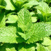 HS001 Mint Seed (200 seeds/bag)