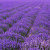 HS002  Lavender  Seed (200 seeds/bag)