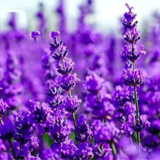 HS002  Lavender  Seed (200 seeds/bag)