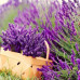 HS002  Lavender  Seed (200 seeds/bag)