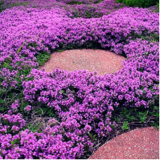 HS003  Purple Creeping Thyme Seed (200 seeds/bag)