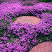 HS003  Purple Creeping Thyme Seed (200 seeds/bag)