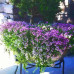 HS003  Purple Creeping Thyme Seed (200 seeds/bag)