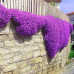 HS003  Purple Creeping Thyme Seed (200 seeds/bag)