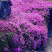 HS003  Purple Creeping Thyme Seed (200 seeds/bag)