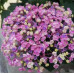 FLS001 Hydrangea Seed (200 seeds/bag)