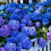 FLS001 Hydrangea Seed (200 seeds/bag)