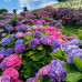 FLS001 Hydrangea Seed (200 seeds/bag)