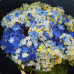 FLS001 Hydrangea Seed (200 seeds/bag)