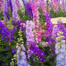 FLS002  Delphinium flower Seed (200 seeds/bag)