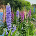 FLS002  Delphinium flower Seed (200 seeds/bag)