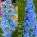 FLS002  Delphinium flower Seed (200 seeds/bag)