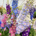 FLS002  Delphinium flower Seed (200 seeds/bag)