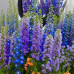 FLS002  Delphinium flower Seed (200 seeds/bag)