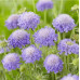 FLS003 Scabiosa atropurpurea Seed (200 seeds/bag)