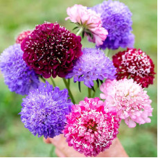 FLS003 Scabiosa atropurpurea Seed (200 seeds/bag)