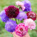 FLS003 Scabiosa atropurpurea Seed (200 seeds/bag)