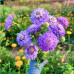 FLS003 Scabiosa atropurpurea Seed (200 seeds/bag)