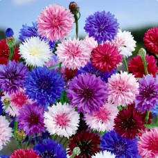 FLS004 Cornflower Seed (200 seeds/bag)