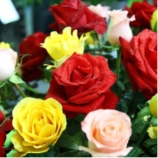 FLS005 Colorful Roses Seed (200 seeds/bag)