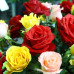 FLS005 Colorful Roses Seed (200 seeds/bag)