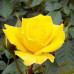 FLS005 Colorful Roses Seed (200 seeds/bag)