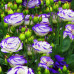 FLS006 Eustoma grandiflorum Seed (200 seeds/bag) mix color