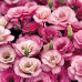 FLS006 Eustoma grandiflorum Seed (200 seeds/bag) mix color