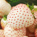 FS001A Creamy White Strawberry Seed (200 seeds/bag)