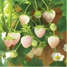 FS001A Creamy White Strawberry Seed (200 seeds/bag)