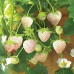 FS001A Creamy White Strawberry Seed (200 seeds/bag)