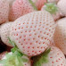 FS001A Creamy White Strawberry Seed (200 seeds/bag)