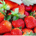 FS001 Four Seasons Red Strawberry Seed (200 seeds/bag)