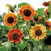 FS002 Colorful Sunflower Seed (100 seeds/bag)