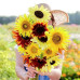 FS002 Colorful Sunflower Seed (100 seeds/bag)