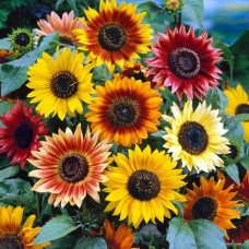 FS002 Colorful Sunflower Seed (100 seeds/bag)