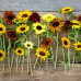 FS002 Colorful Sunflower Seed (100 seeds/bag)