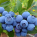 FS004 Blueberry Seed (100 seeds/bag)