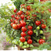 FS005 Dwarf Cherry Tomato Seed (200 seeds/bag)