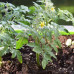 FS005 Dwarf Cherry Tomato Seed (200 seeds/bag)