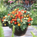 FS005 Dwarf Cherry Tomato Seed (200 seeds/bag)