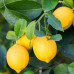 FS006 Perfume Lemon Seed (100 seeds/bag)