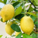 FS006 Perfume Lemon Seed (100 seeds/bag)