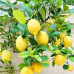 FS006 Perfume Lemon Seed (100 seeds/bag)